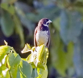 Double-collared Seedeater