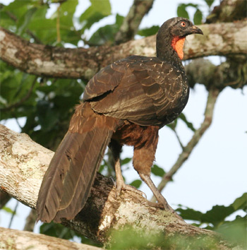 Dusky-legged Guan