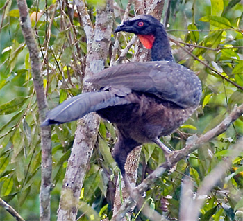 Dusky-legged Guan