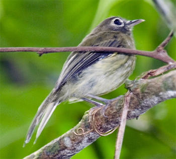 Eye-ringed Tody-tyrant