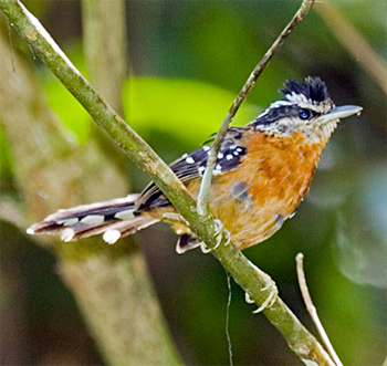 Ferruginous Antbird