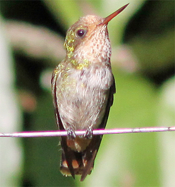 Frilled Coquette