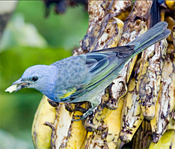 Golden-chevroned Tanager