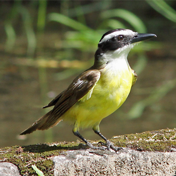 Great Kiskadee