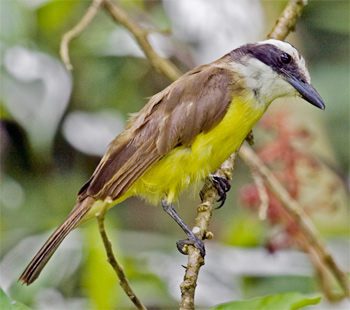 Great Kiskadee