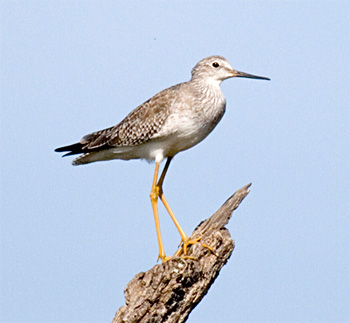 Greater Yellowlegs