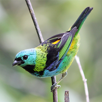 Green-headed Tanager