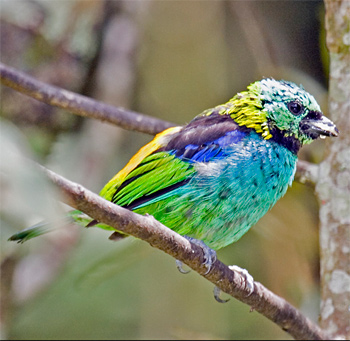 Green-headed Tanager