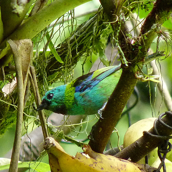 Green-headed Tanager