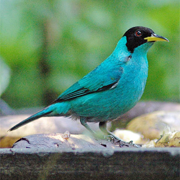 Green Honeycreeper (male)