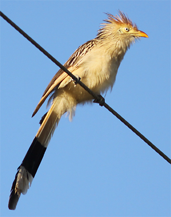 Guira Cuckoo