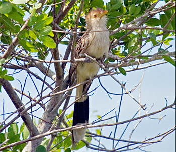 Guira Cuckoo
