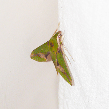 Hawk Moth sp.