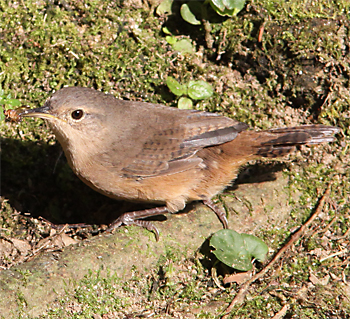 House Wren
