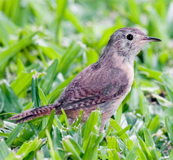 House Wren