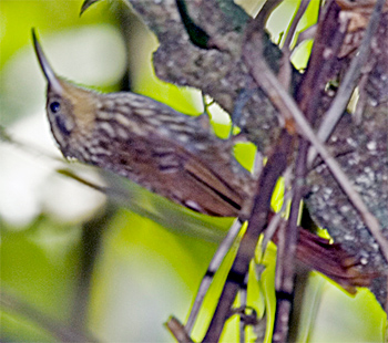 Lesser Woodcreeper