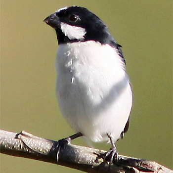 Lined Seedeater