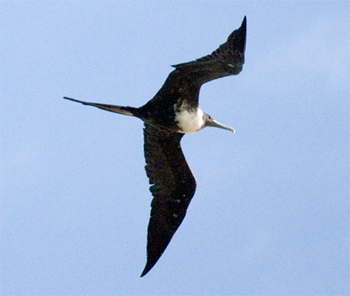 Magnificent Frigatebird