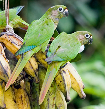 Maroon-bellied Parakeets