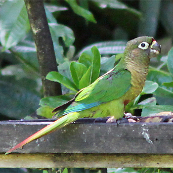 Maroon-bellied Parakeet