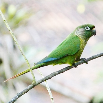 Maroon-bellied Parakeet