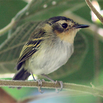 Ochre-faced Tody-flycatcher