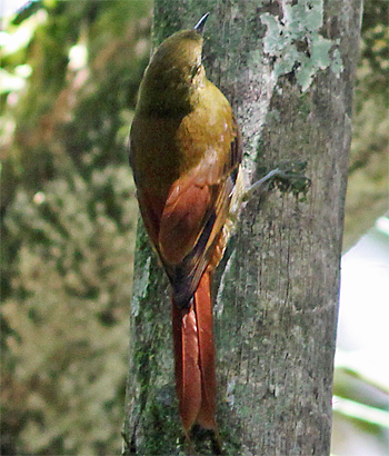 Olivaceous Woodcreeper