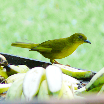 Olive-green Tanager