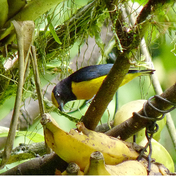 Orange-bellied Euphonia
