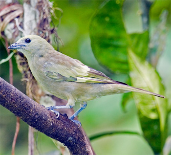 Palm Tanager