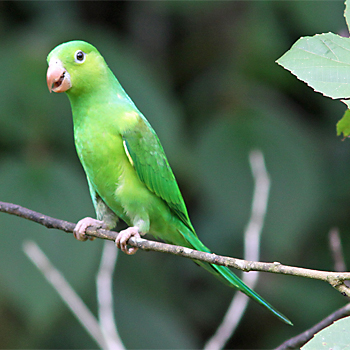 Plain Parakeet
