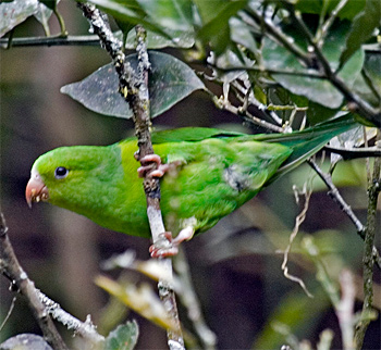 Plain Parakeet
