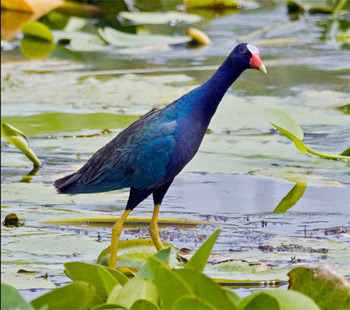 Purple Gallinule