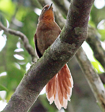 Orange-eyed Thornbird