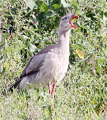 Red-legged Seriema