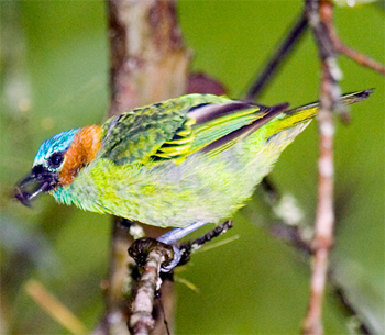 Red-necked Tanager