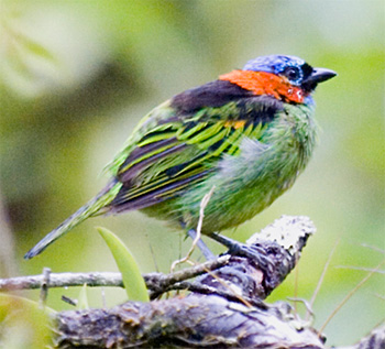 Red-necked Tanager