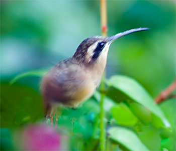 Reddish Hermit