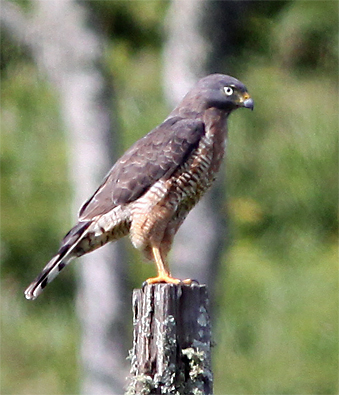 Roadside Hawk