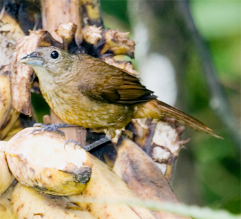 Ruby-crowned Tanager