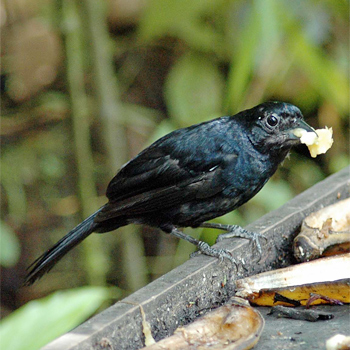 Ruby-crowned Tanager