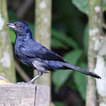 Ruby-crowned Tanager