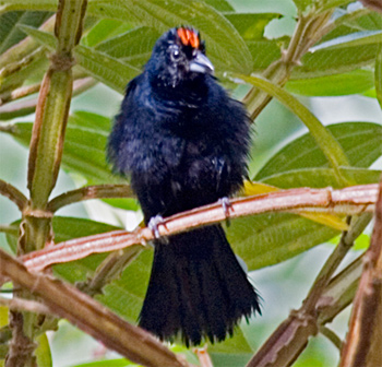 Ruby-crowned Tanager
