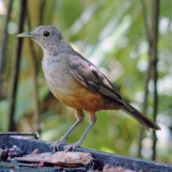 Rufous-bellied Thrush