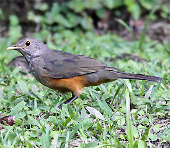Rufous-bellied Thrush