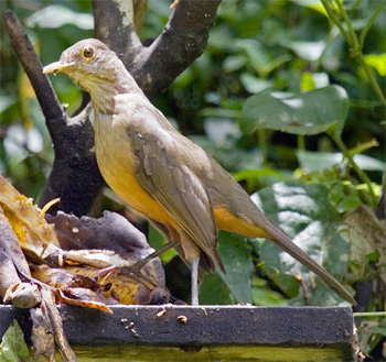 Rufous-bellied Thrush