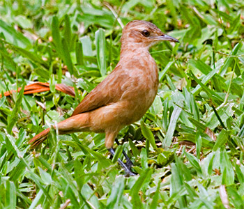 Rufous Hornero