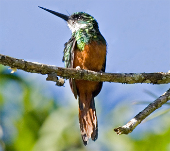 Rufous-tailed Jacamar