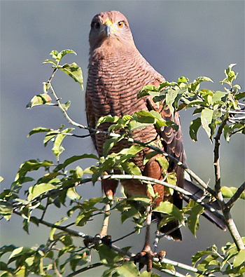 Savanna Hawk