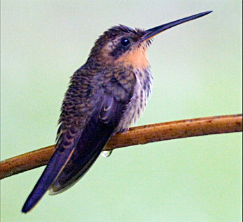 Saw-billed Hermit